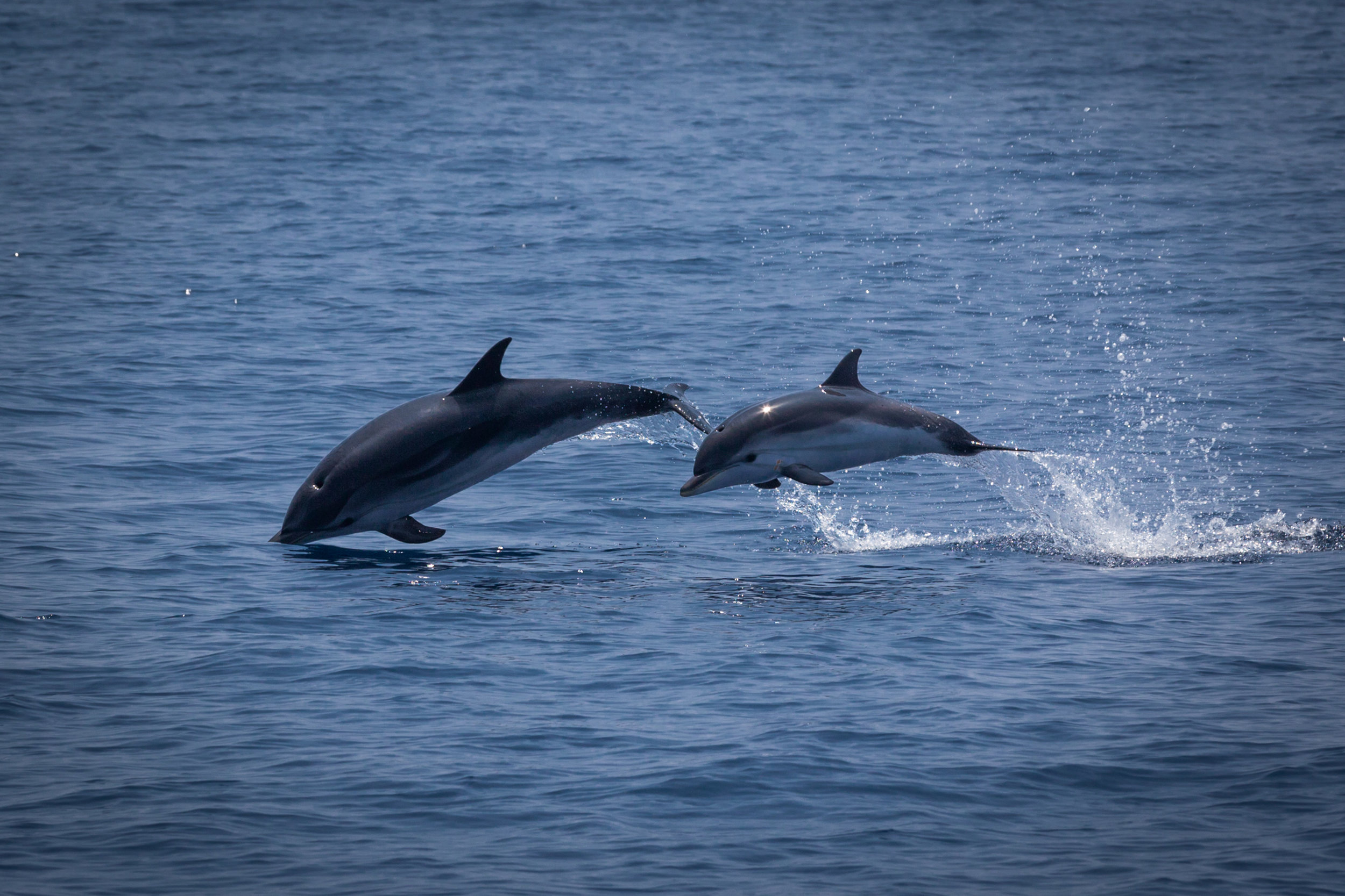 Dolphins © Danielle Ryan, Bluebottle Films.jpg