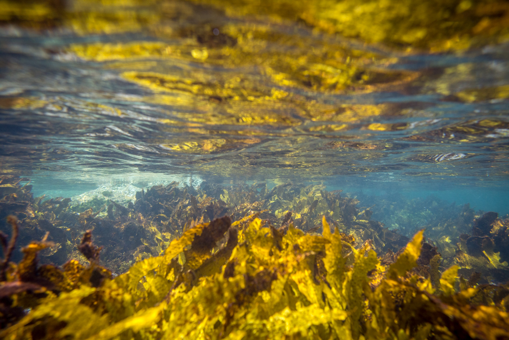 Kelp touching water surface @ James Sherwood - Bluebottle Films.jpg