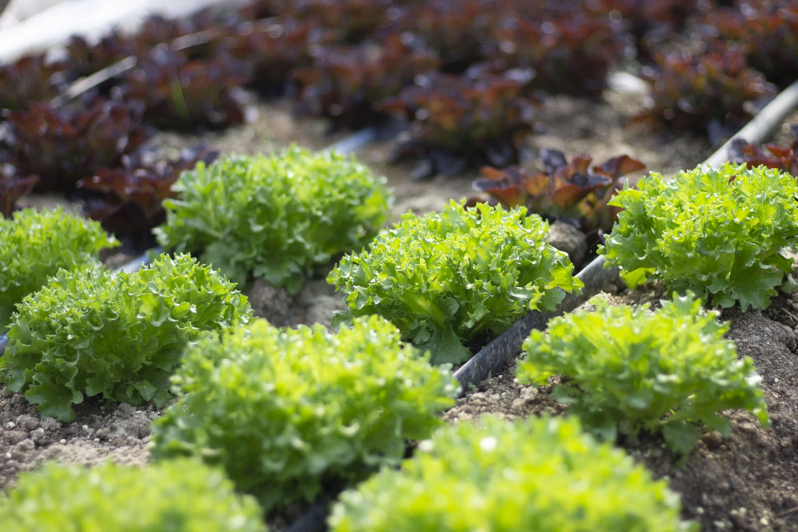 bigkitchenlettuce.jpg