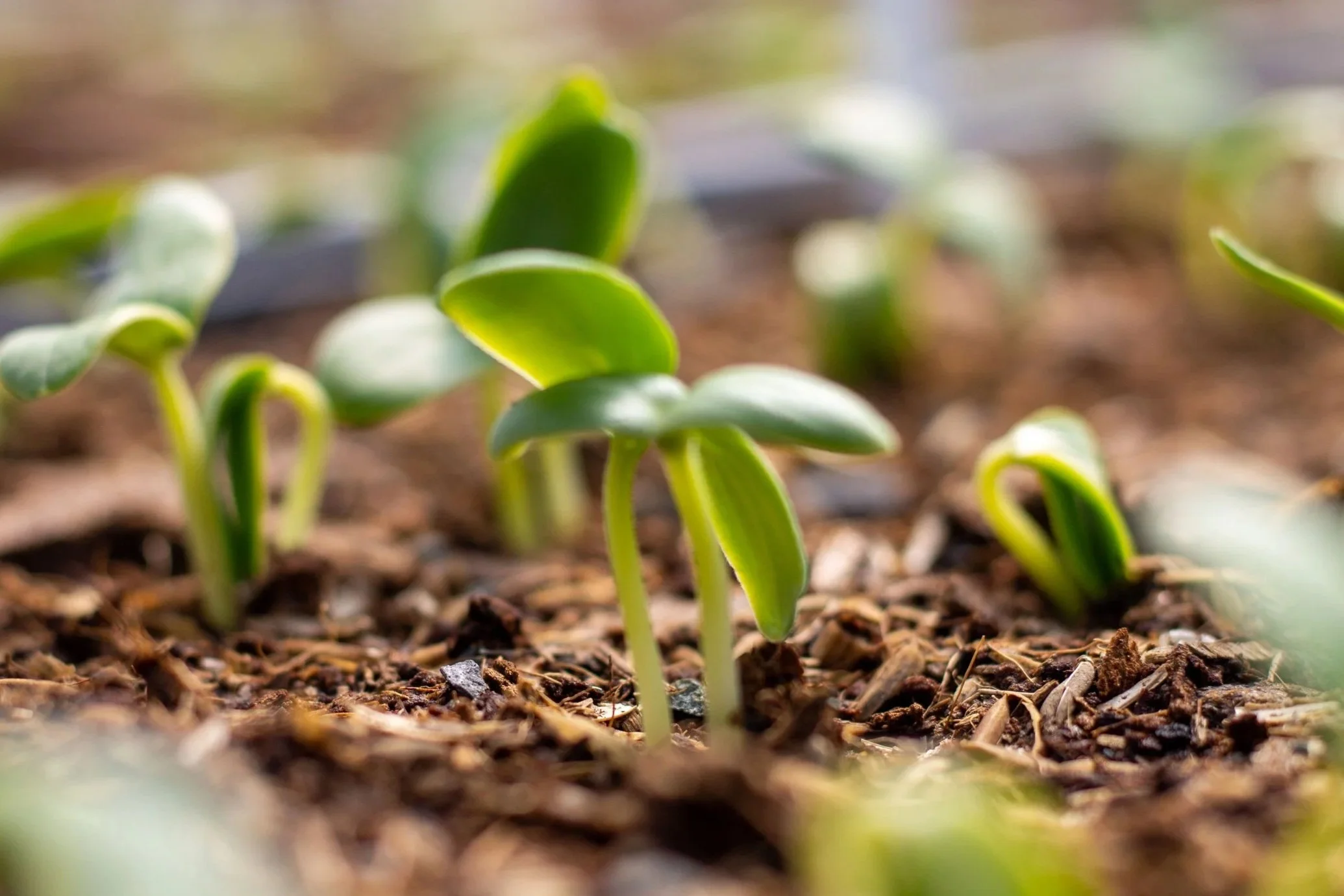 Plant and Seedling Sale