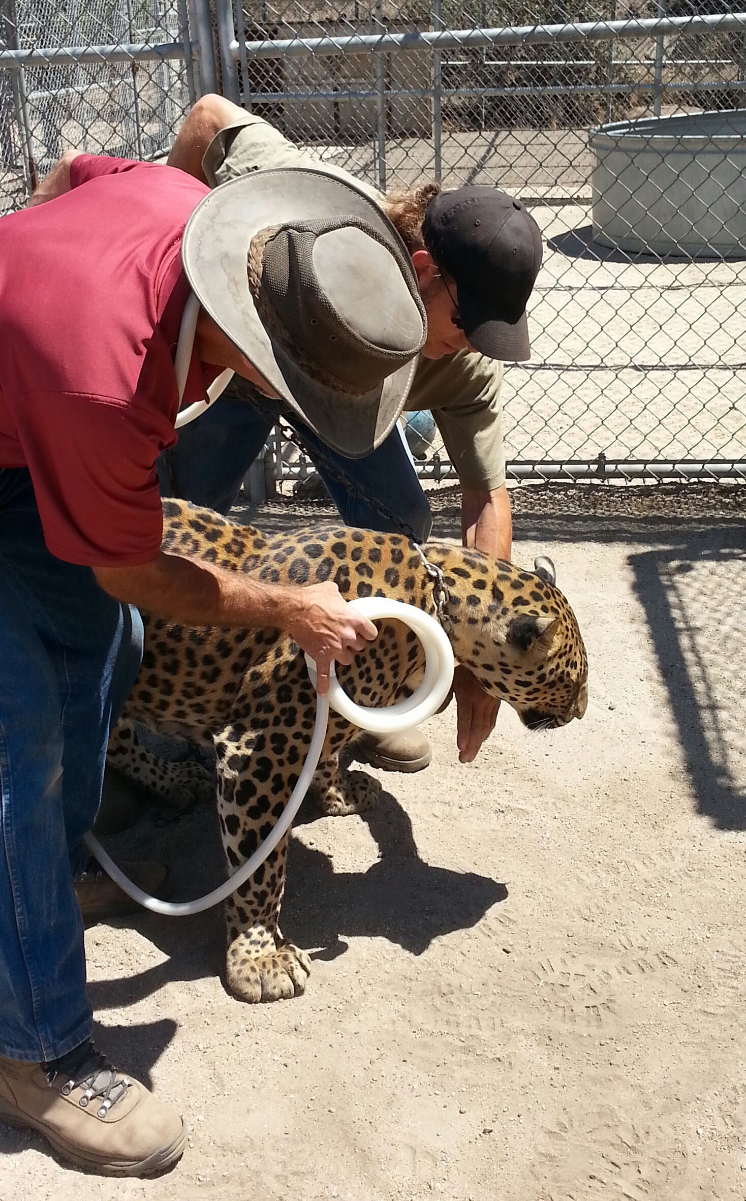 EquiPulse -Leopard.jpg