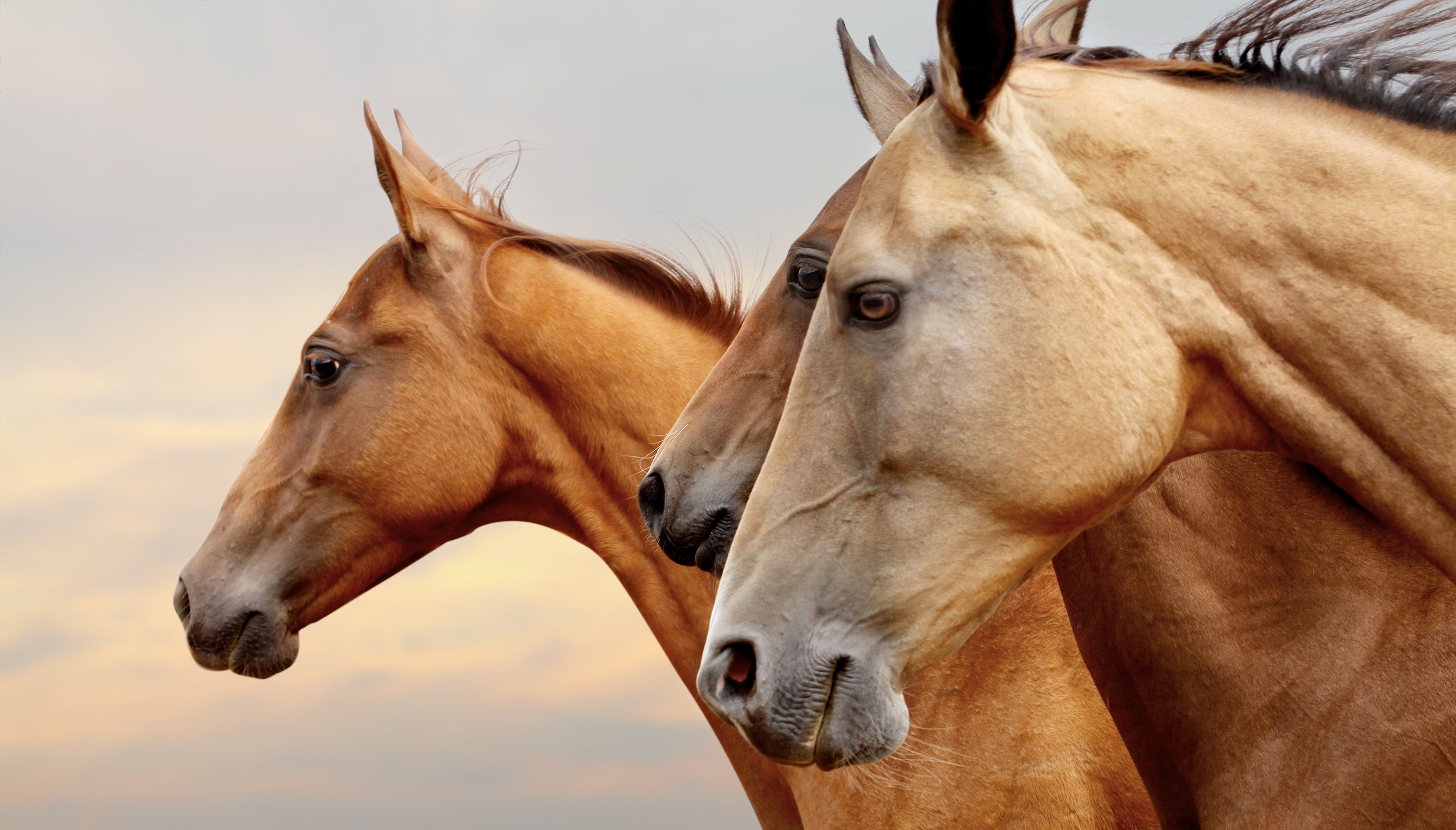 Magnus_Magnetica_EquiPulse_Horses_Banner_Photo.jpg