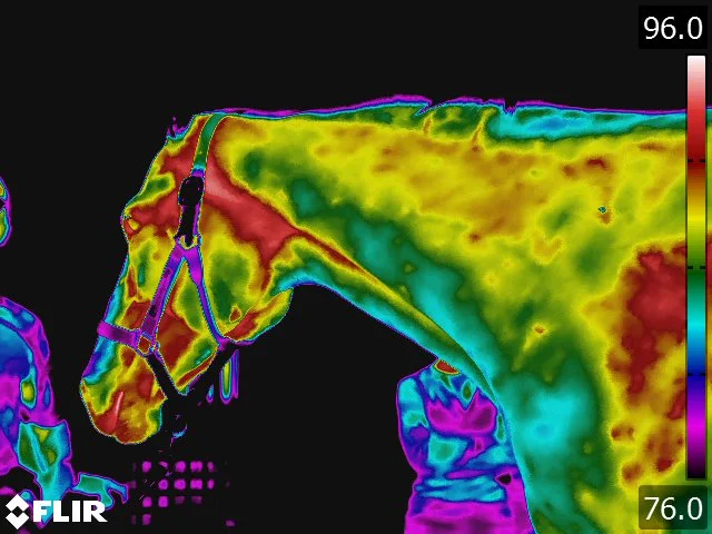 FLIR5224.jpg