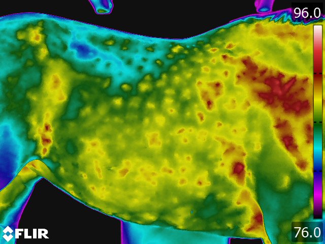 FLIR5231.jpg