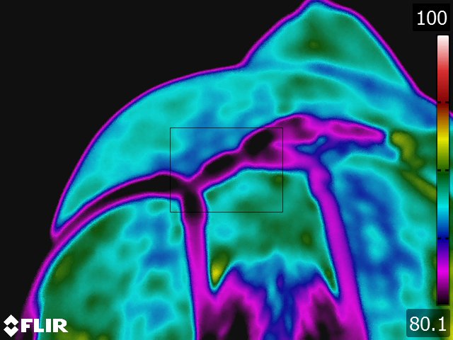 FLIR5282.jpg