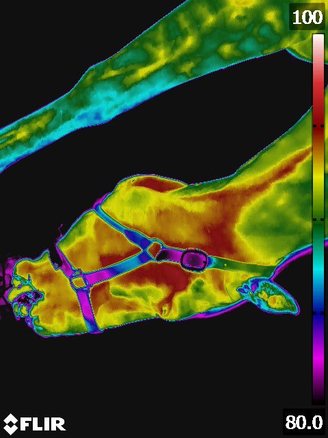 FLIR5325.jpg