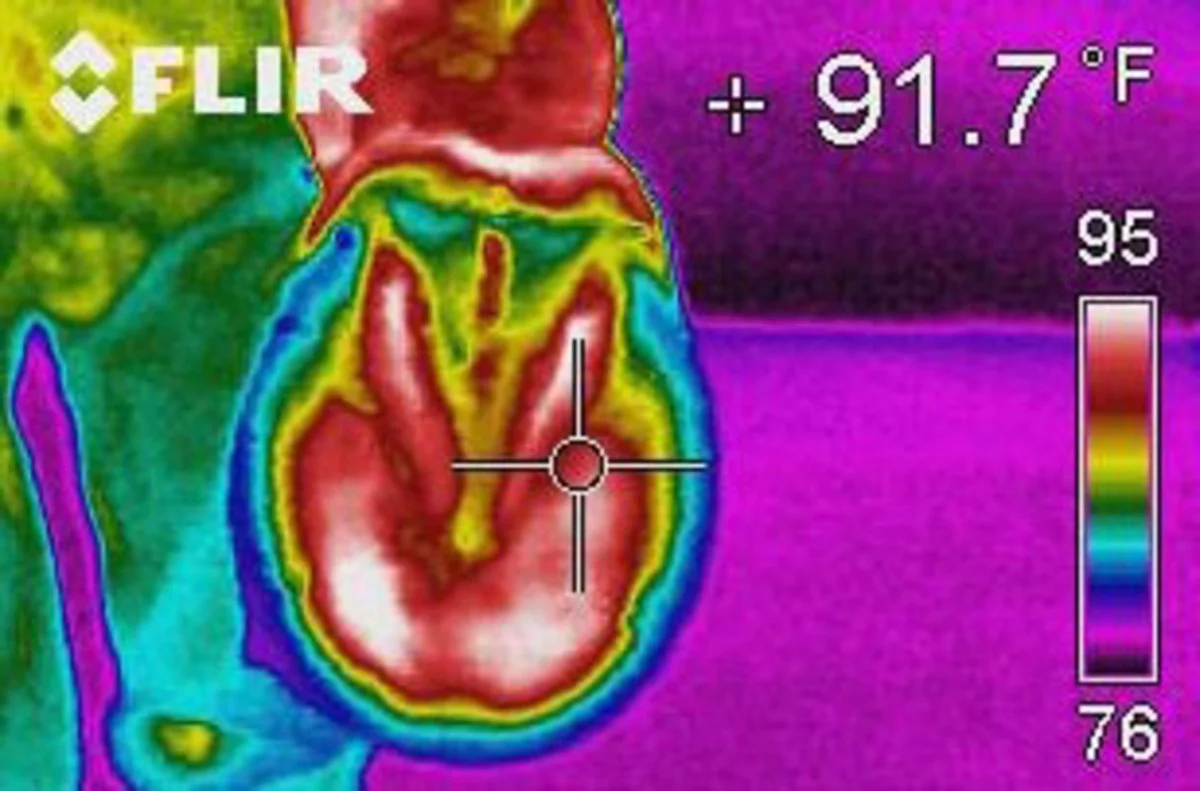 ph-0114-thermography-01.jpg