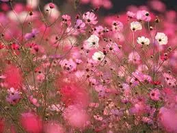 flowers.jpg