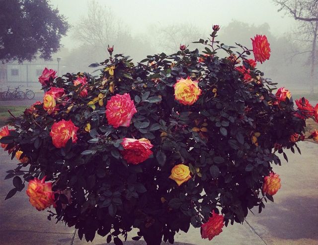 Photo by Mia Barraza Martinez