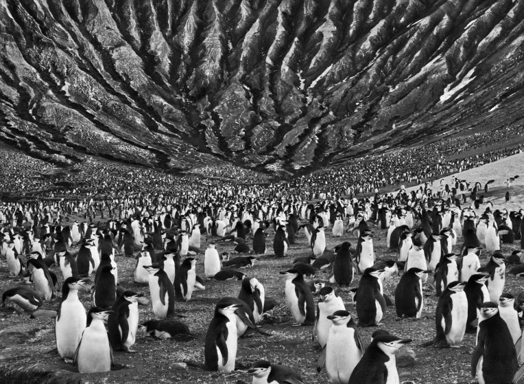 Penguis by Sebastiᾶo Salgado Description: This photo provokes an image in my mind of the passing of millenia and the relentlessness of the cycles of life.