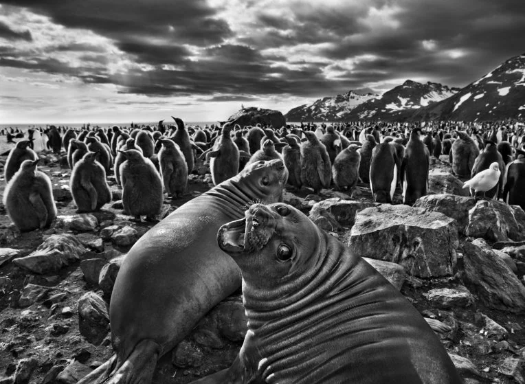 Seals & Penguis by Sebastiᾶo Salgado Description: I love the juxtaposition of the individual and the community. The lovely seal in the foreground, and the group or mob in the background.