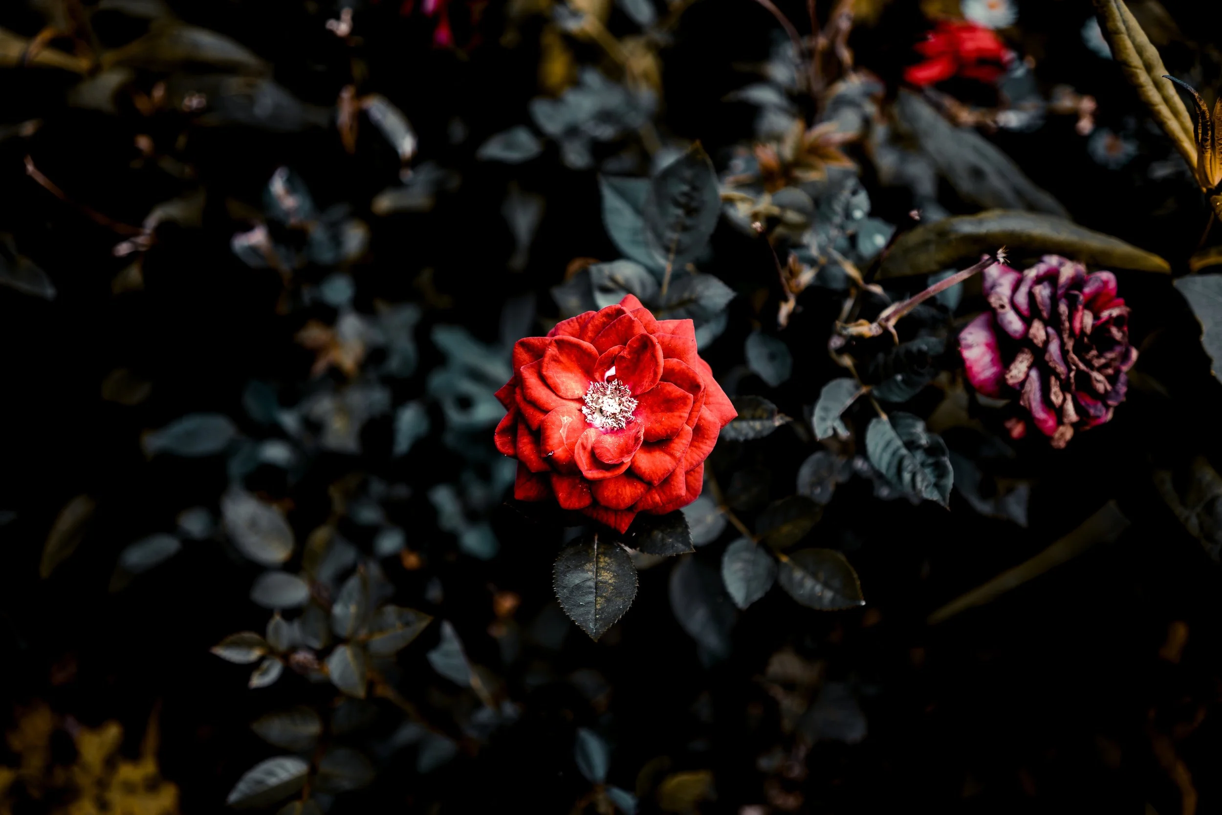 serge-kutuzov-784923-unsplash.jpg