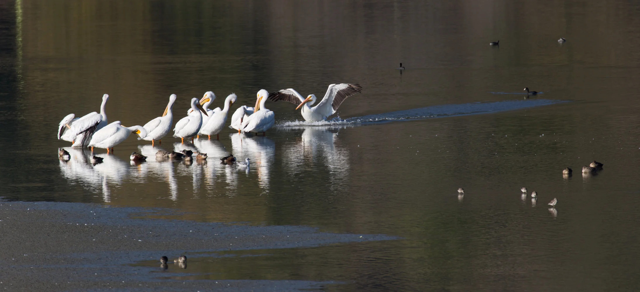 White Pelicans at Lake Chabot