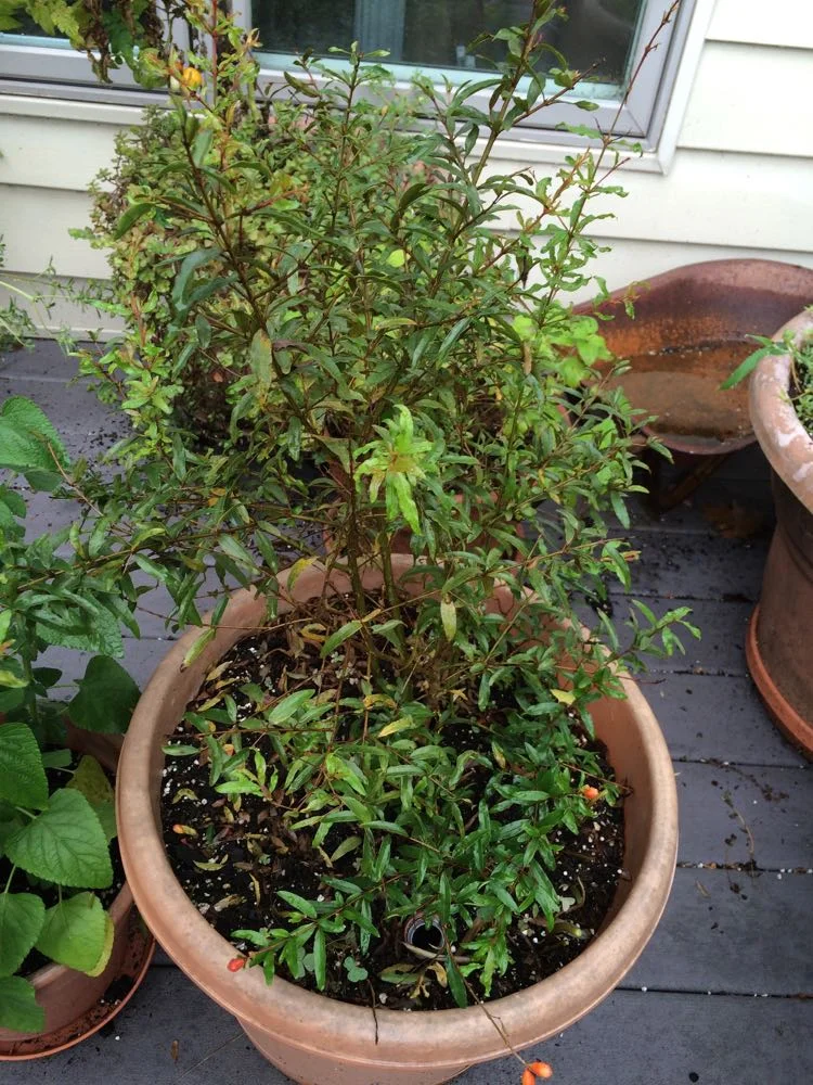 Young Pomegranate Plant How To Prune Pomegranate Trees: 14 Steps (with