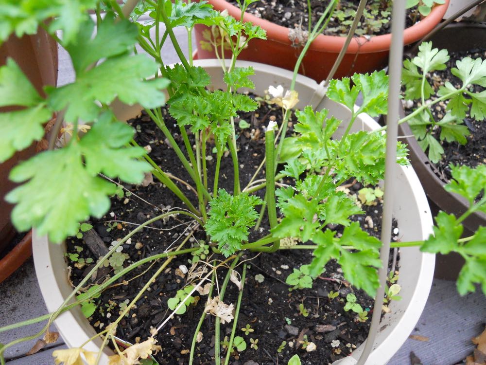 Another great excuse for using my fresh parsley from my pot garden.