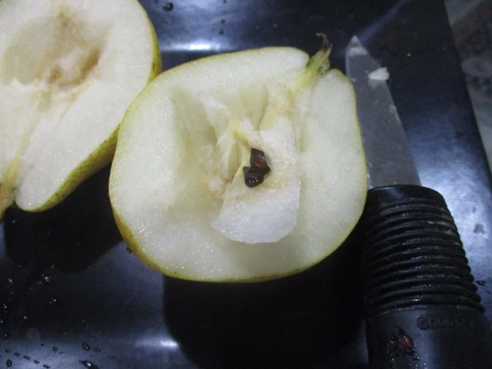 Ripe bartlett pears from my garden ready to bake after I drizzle fresh honey over them.