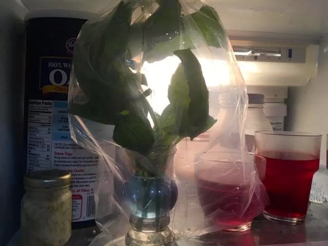 Once covered with plastic, store in refrigerator to keep fresh. (Photo by Charlotte Ekker Wggins)