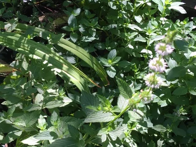 Blooming spearmint near one of my small ponds. (Photo by Charlotte Ekker Wiggins)