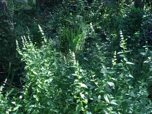 A patch of blooming spearmint in my garden. (Photo by Charlotte Ekker Wiggins)