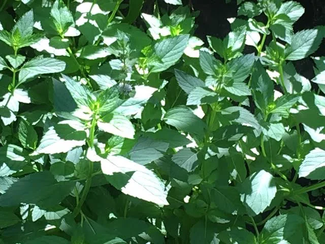 You want to cut spearmint before it flowers, which is when its flavor is strongest. (Photo by Charlotte Ekker Wiggins)