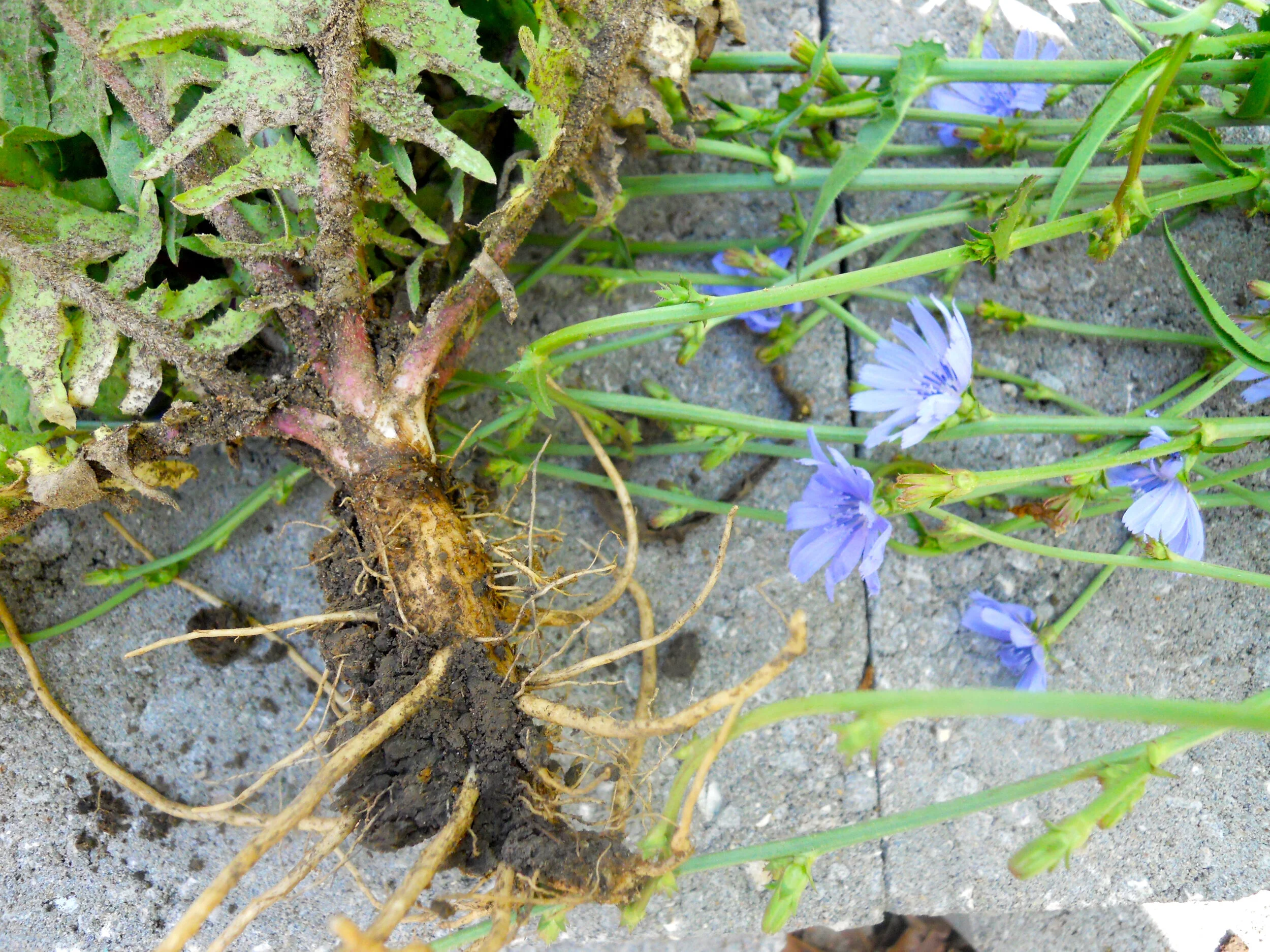 Cleaned and ground chicory roots add a chocolate flavor to traditional coffee. (Photo by Charlotte Ekker Wiggins)
