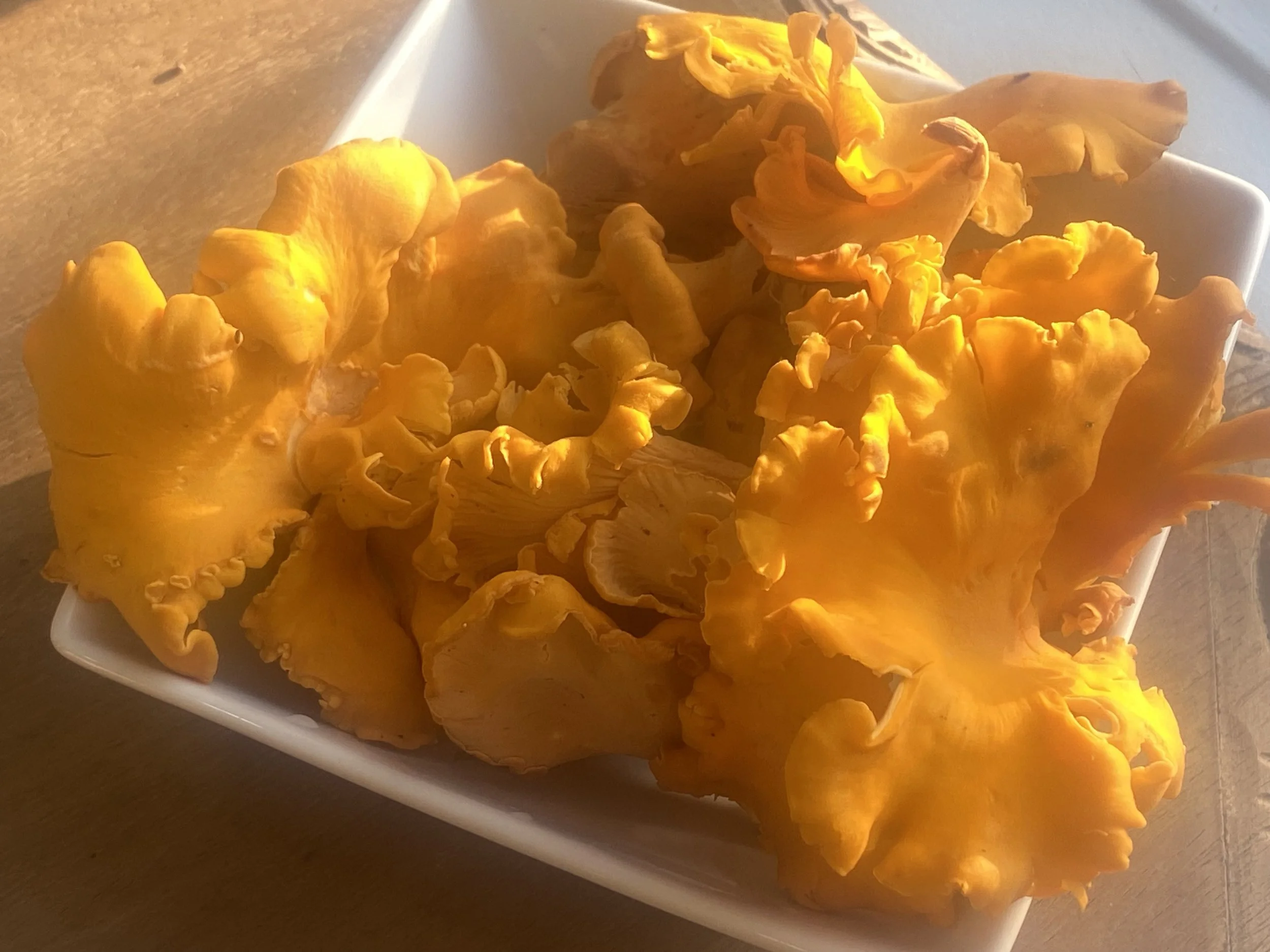 Micelio Di Funghi Chanterelle Giallo – Spore Per Coltivazione Funghi Porcini