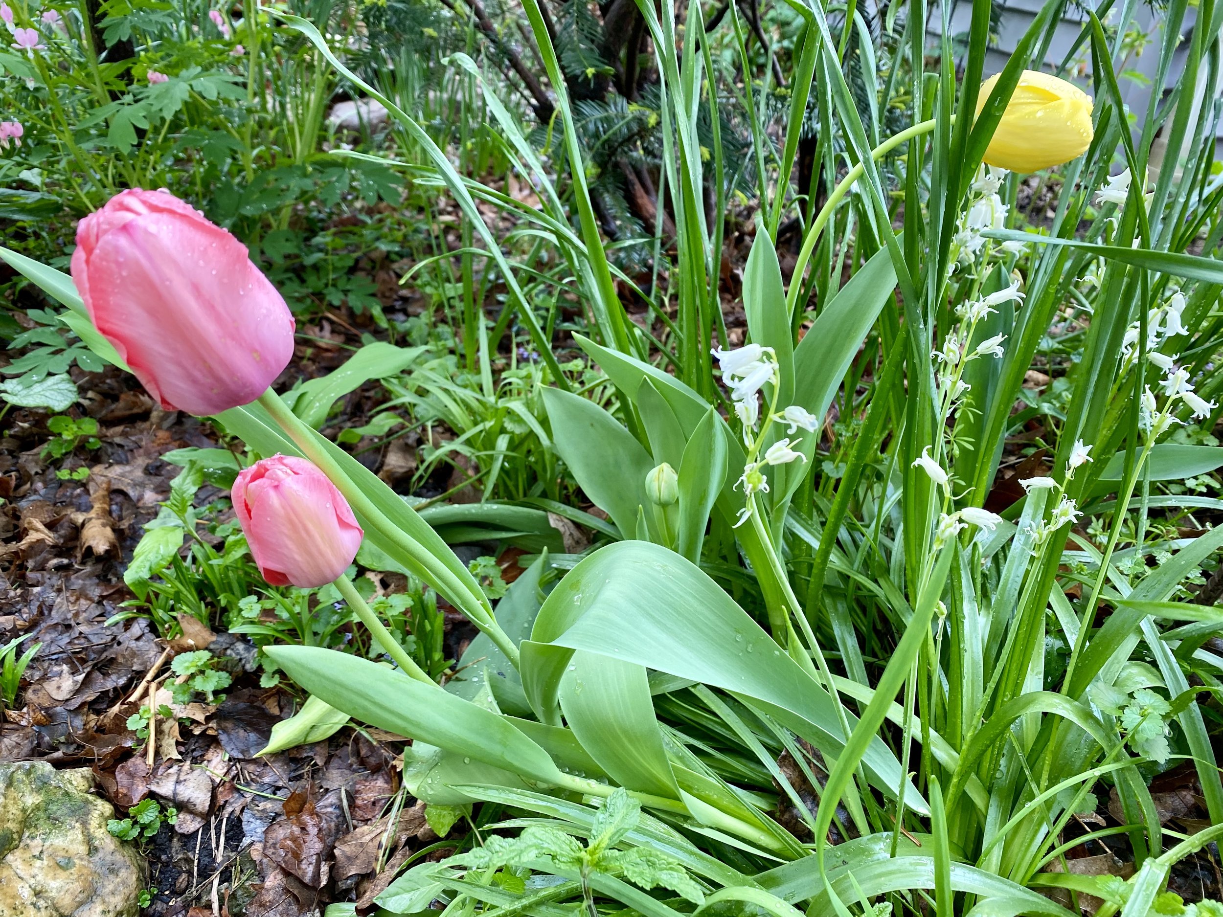 Delicious Tulips — A Teaspoon
