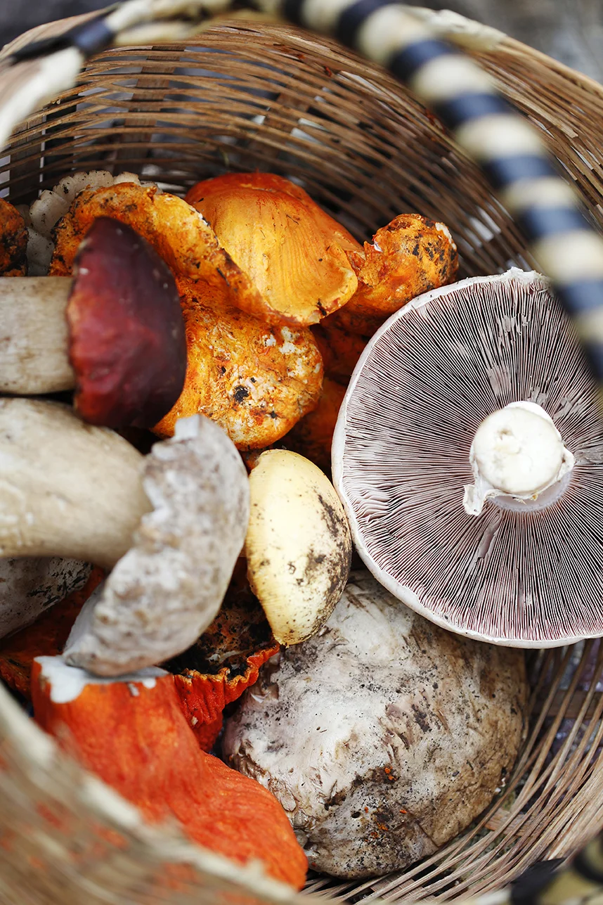8-15_EdiblePhoenix_Mushrooms_093.jpg