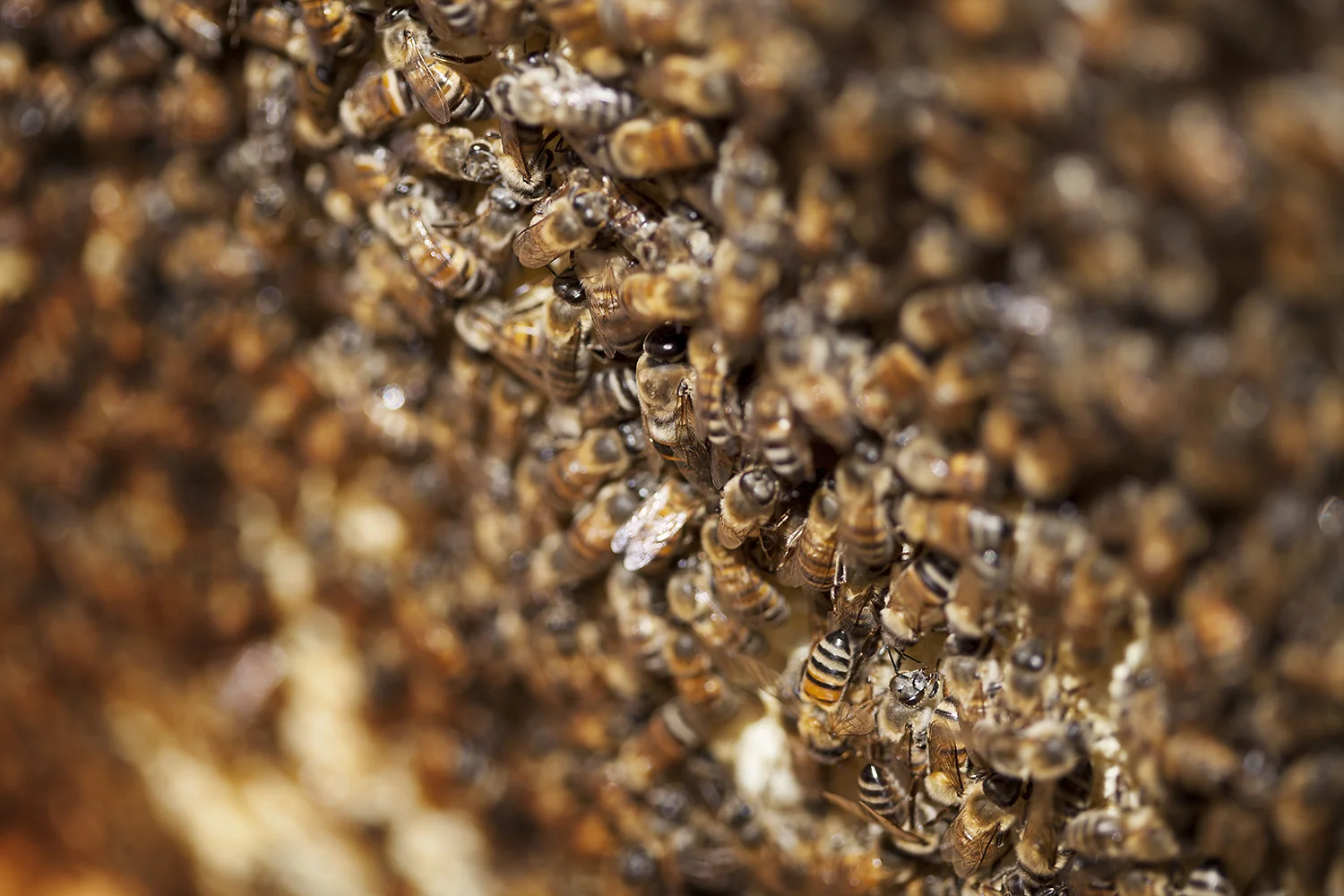 5-14_Bees_LesCrowder_124.jpg