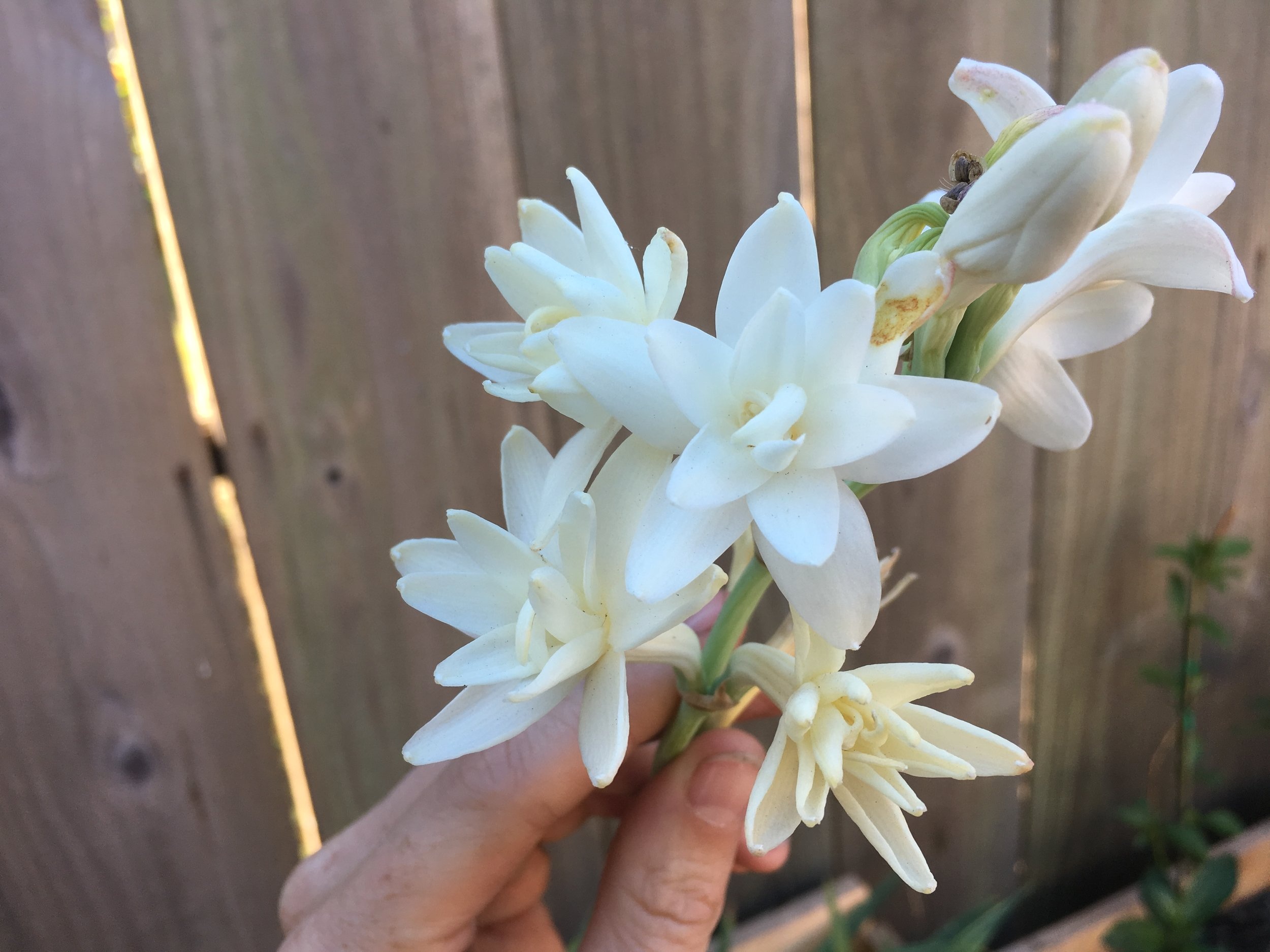  Homegrown tuberose, 2018 