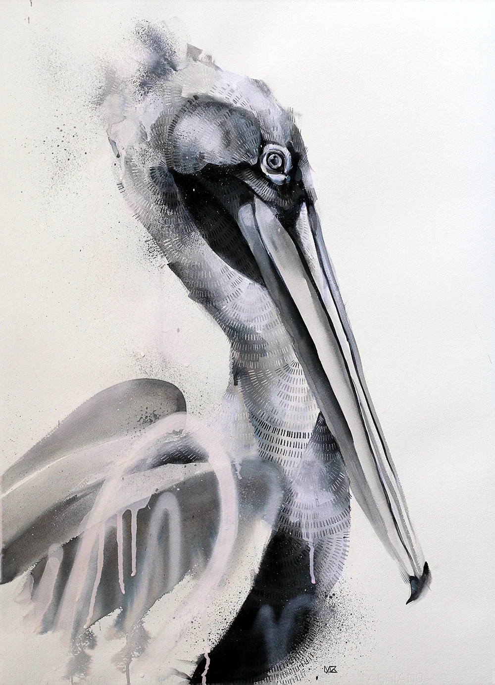Blackwater Pelican