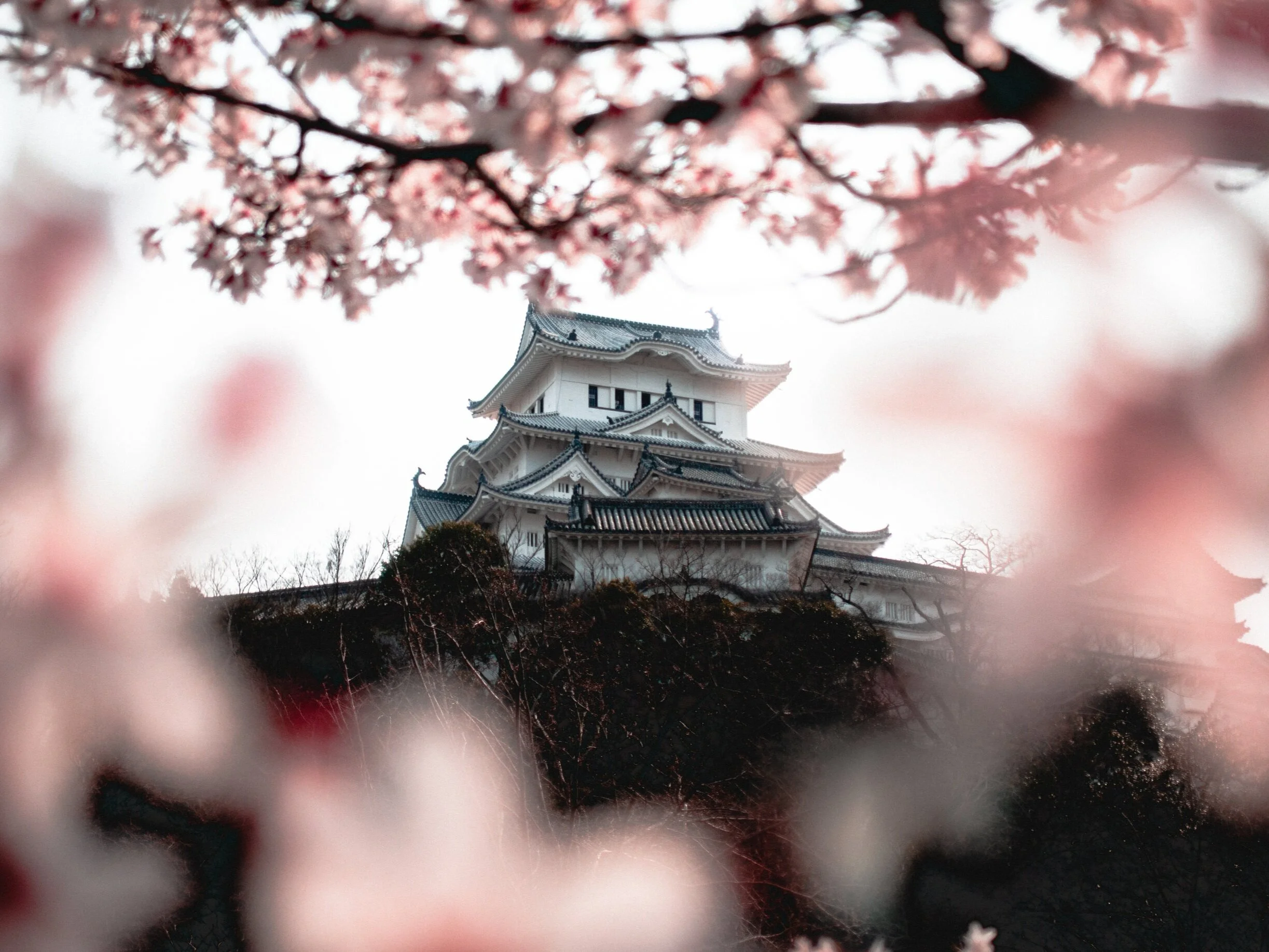 We rented bikes for super cheap and rode around Himeji Castle! Oh yeah, and we were there for Sakura (cherry blossom) season!