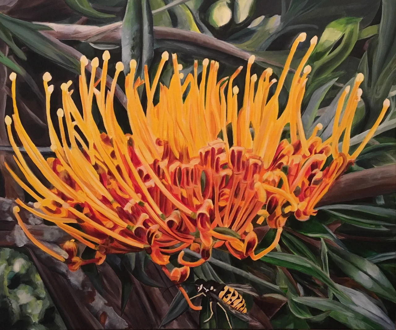 Silky Oak, Grevillea robusta