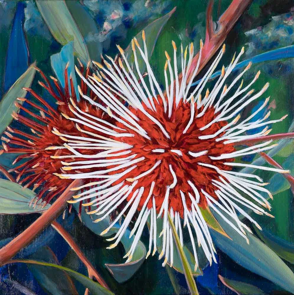 Pin cushion hakea, Hakea linear