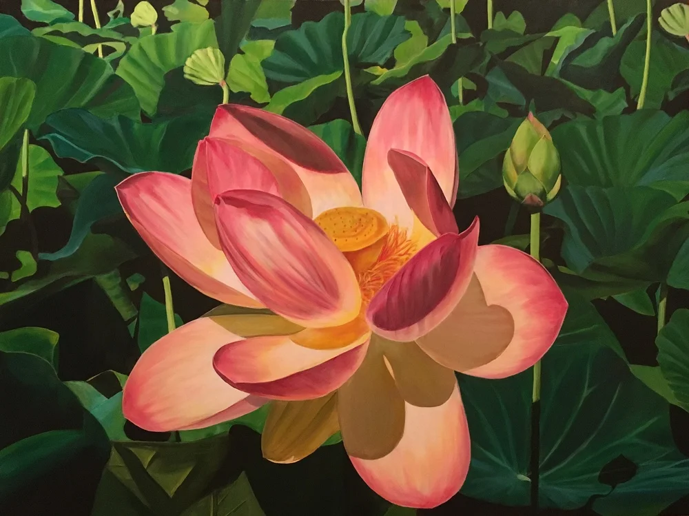 Sacred Lotus, Nelumbo nucifera