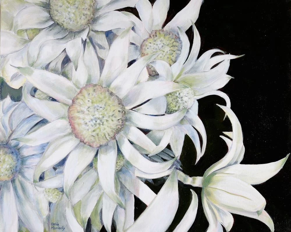 Flannel Flower, Actinotus helianthi