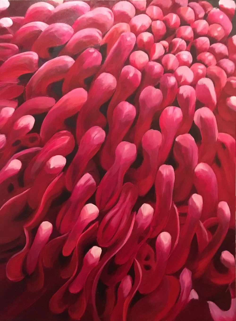 Within the Waratah