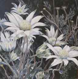 Flannel Flowers