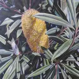 Banksia