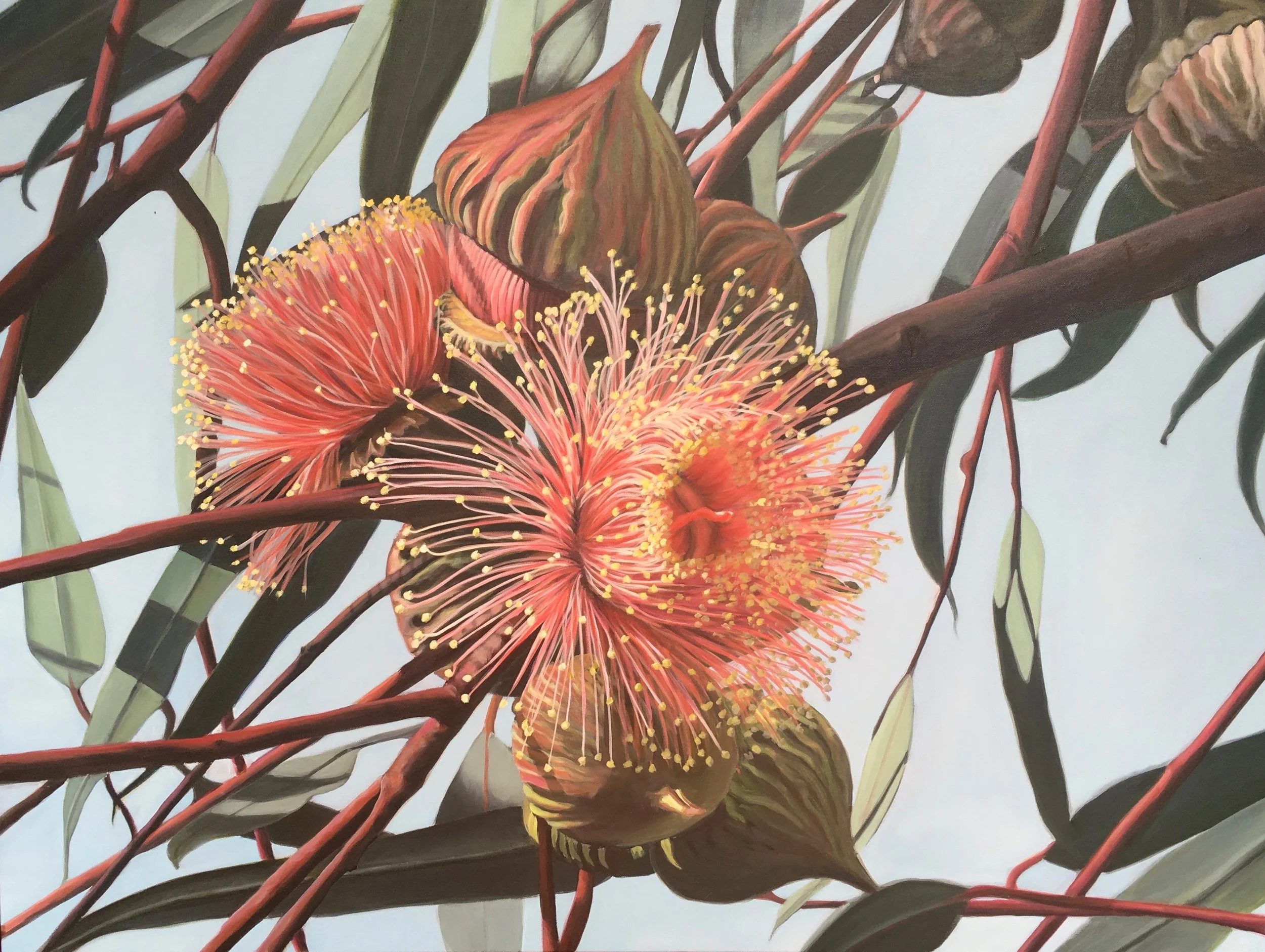 Ooldea Mallea - Eucalyptus youngiana