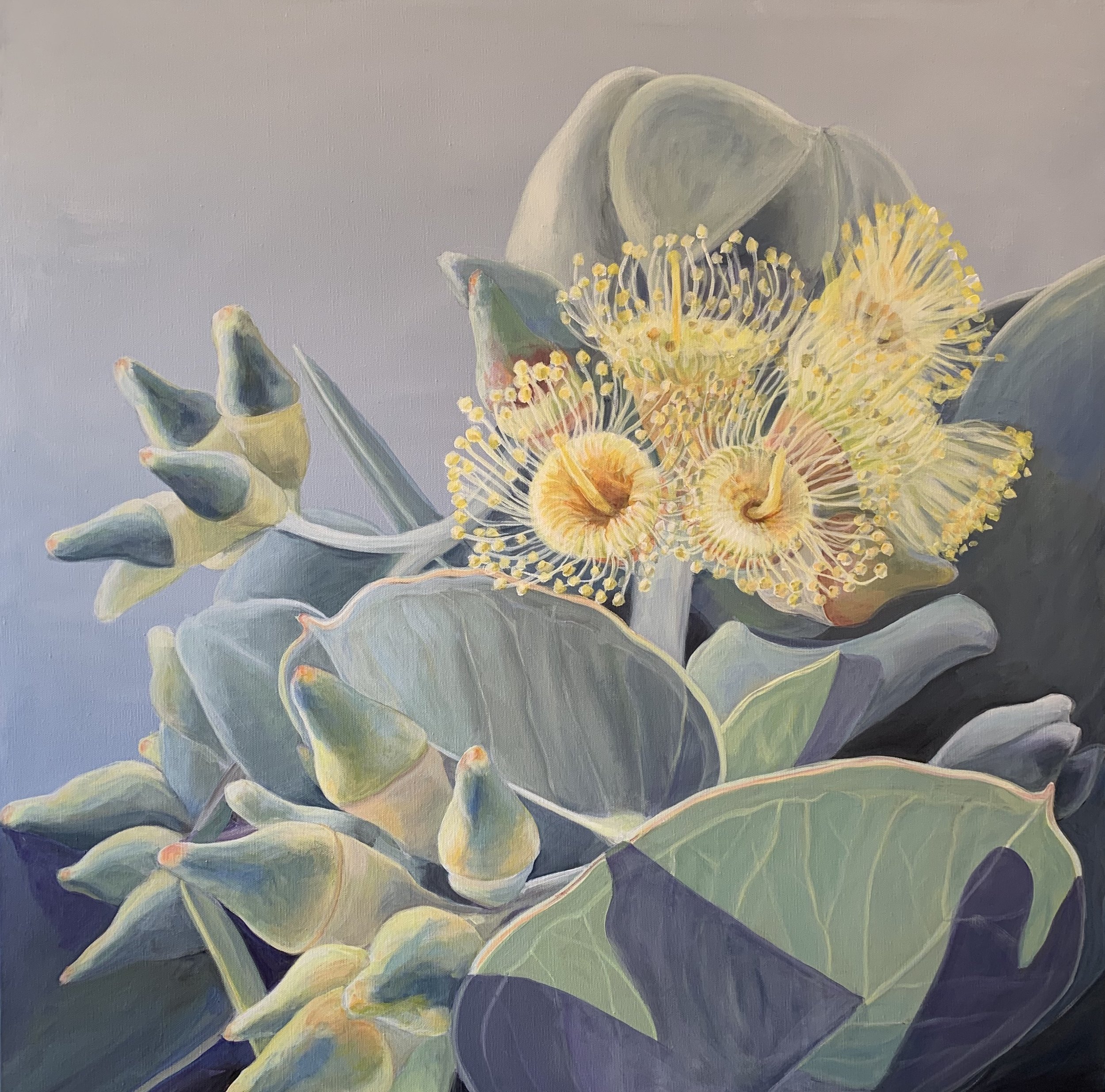Eucalyptus gilli — Celia Moriarty Art