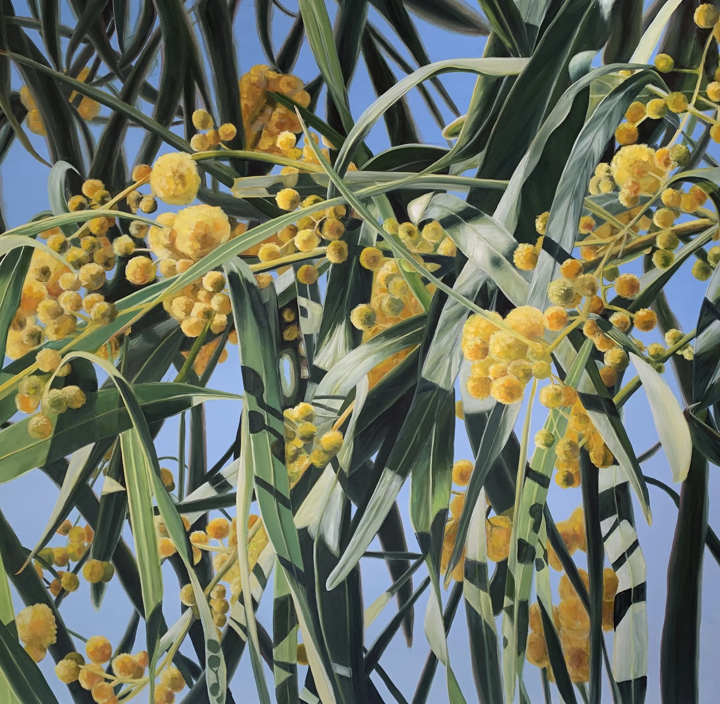 Golden Wreath Wattle