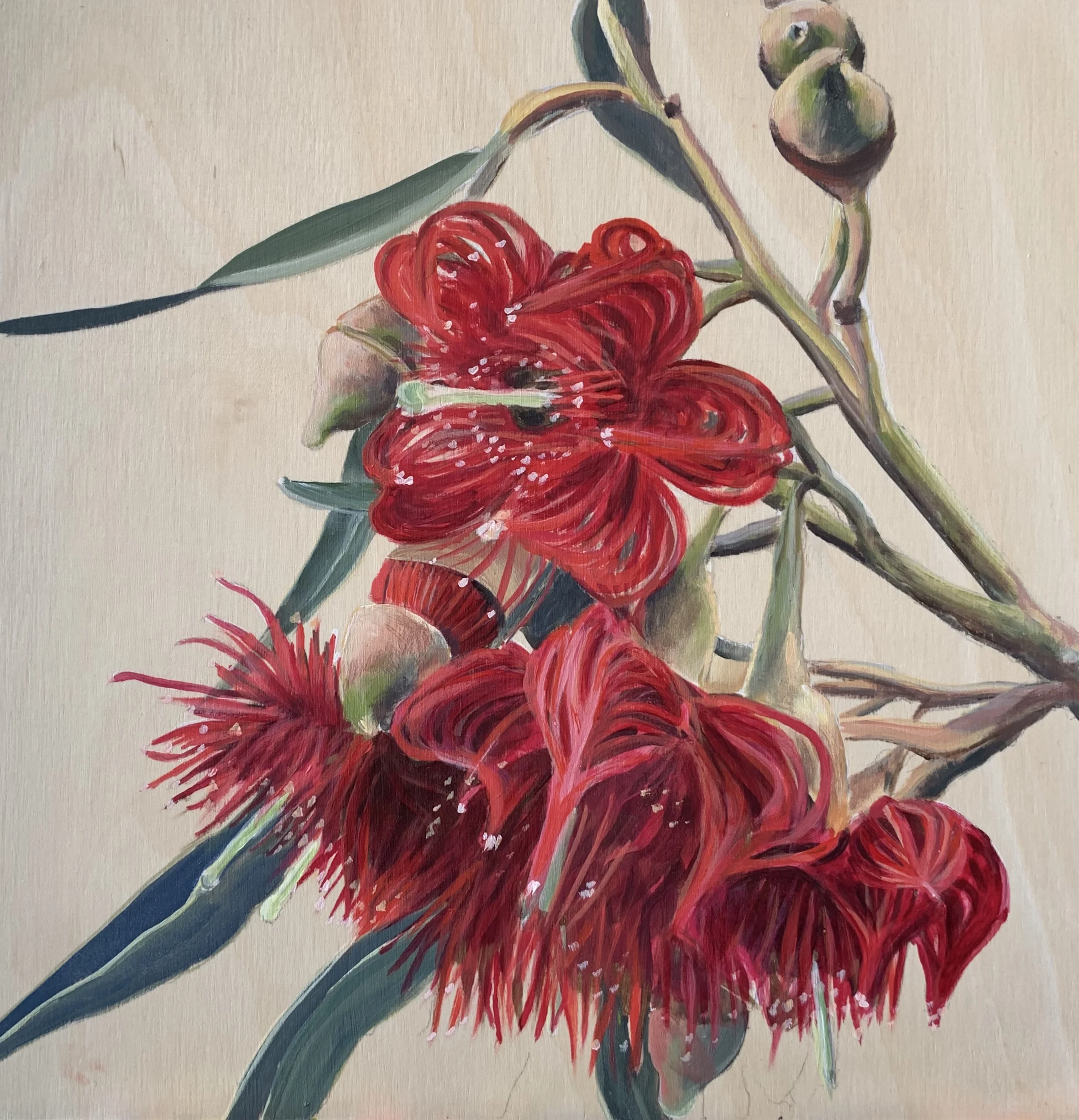 South Australian Blue Gum - Eucalyptus leucoxylon