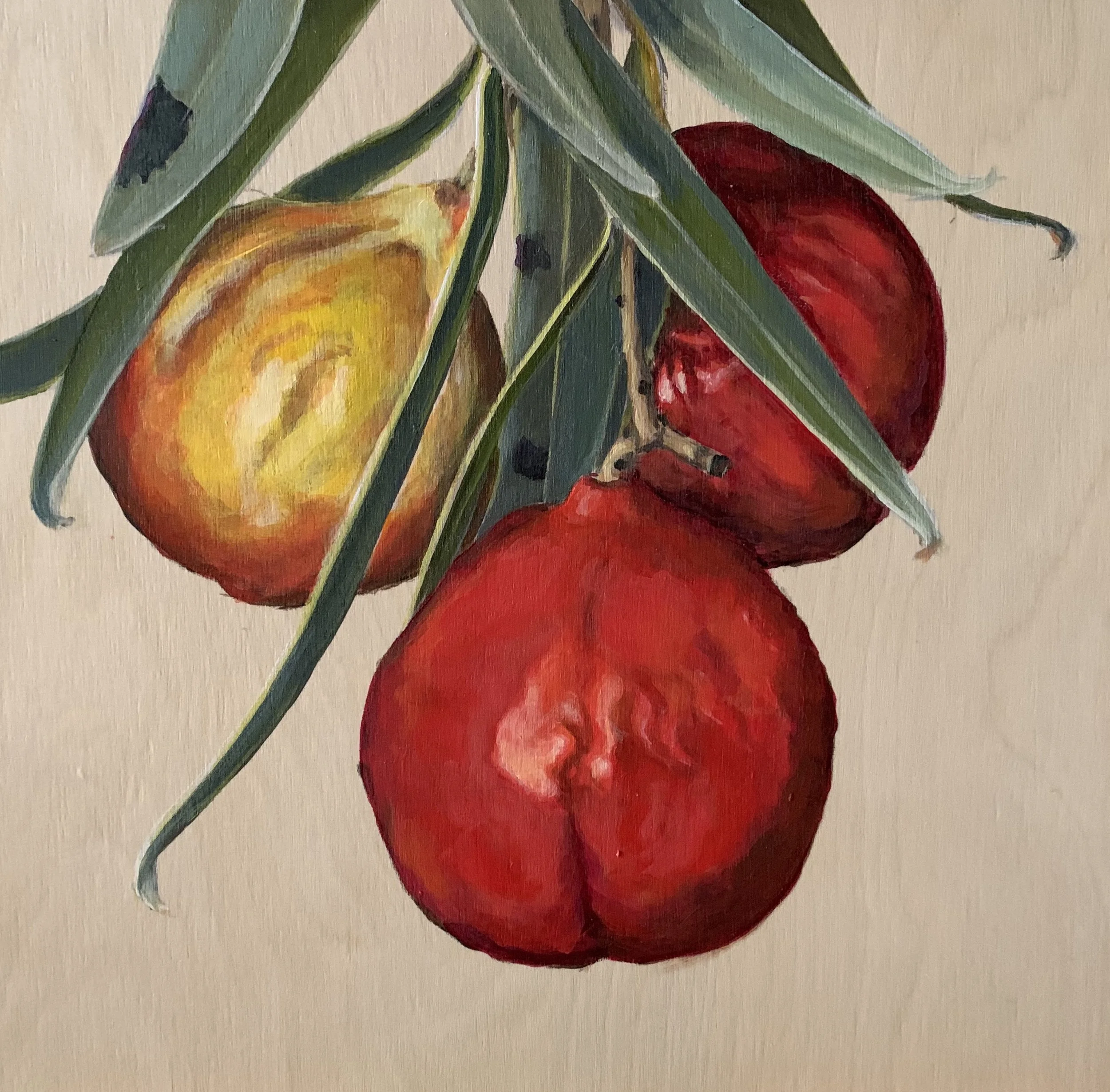 Quangdongs - Eucalyptus santulum&nbsp; 