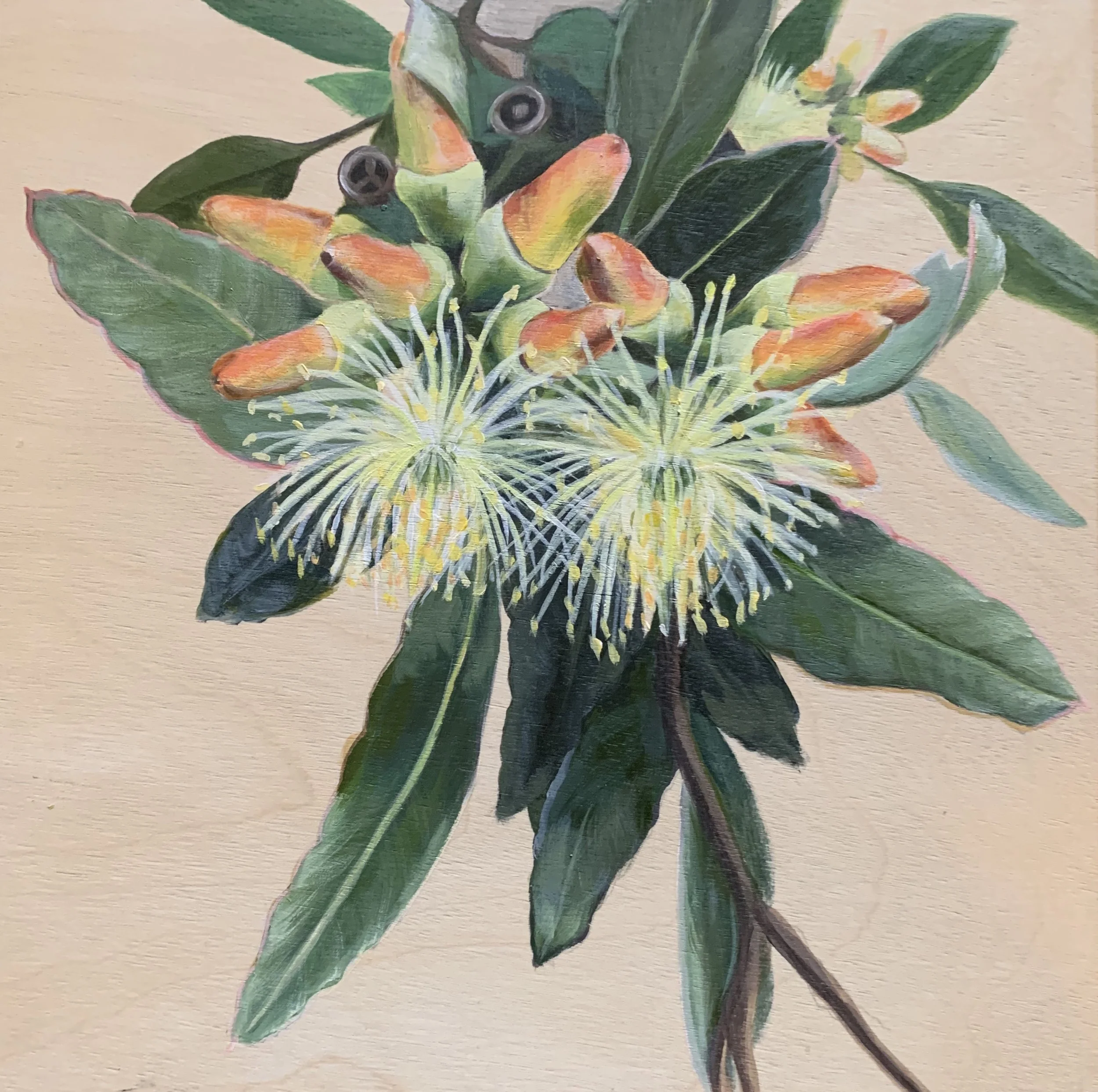 Moort - Eucalyptus platypus