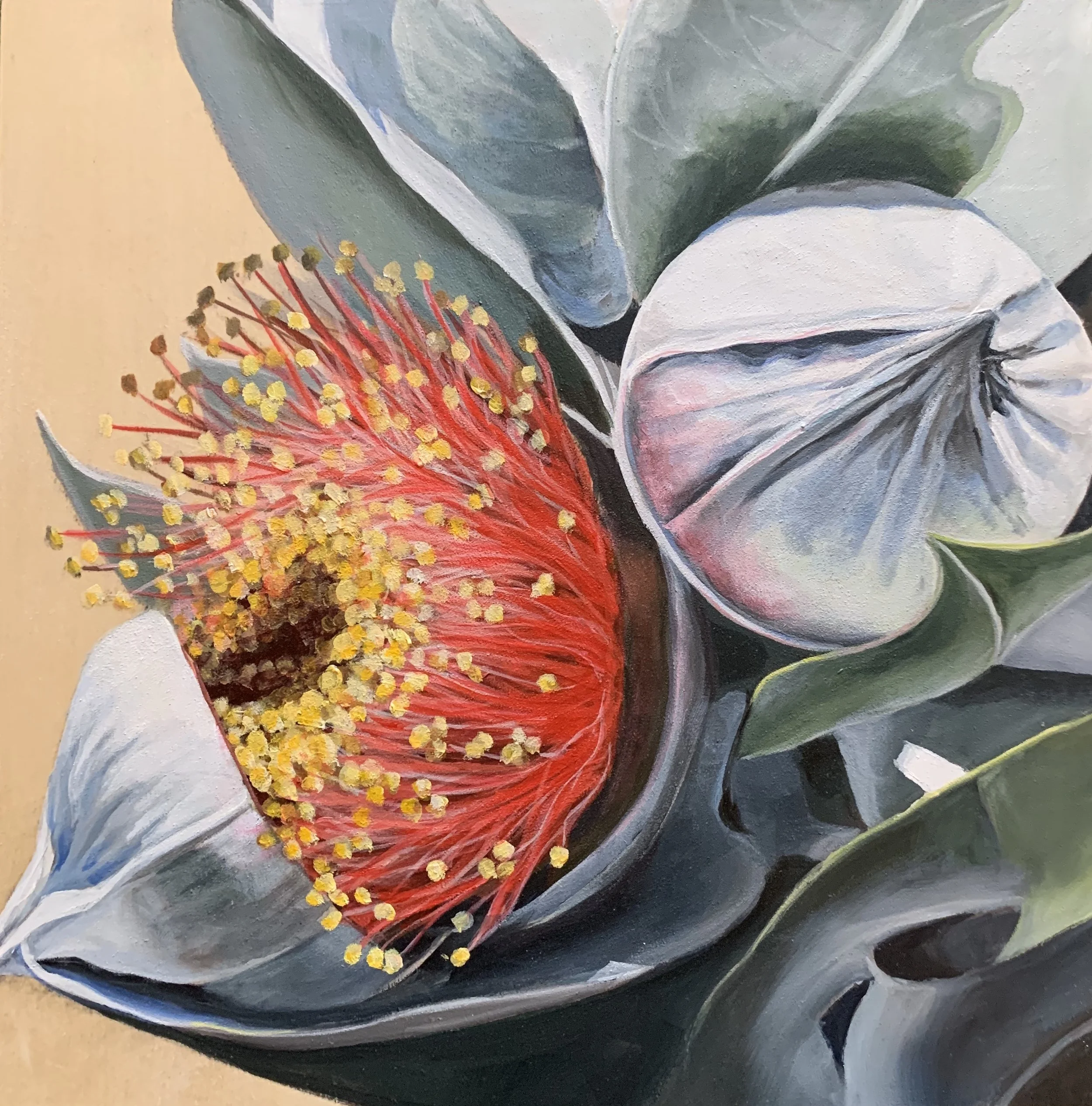 Eucalyptus macrocarpa