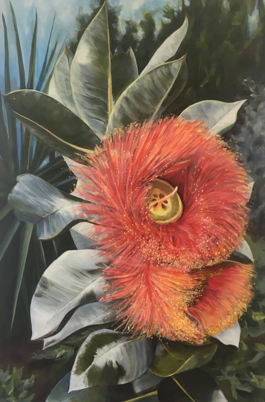 Eucalyptus macrocarpa