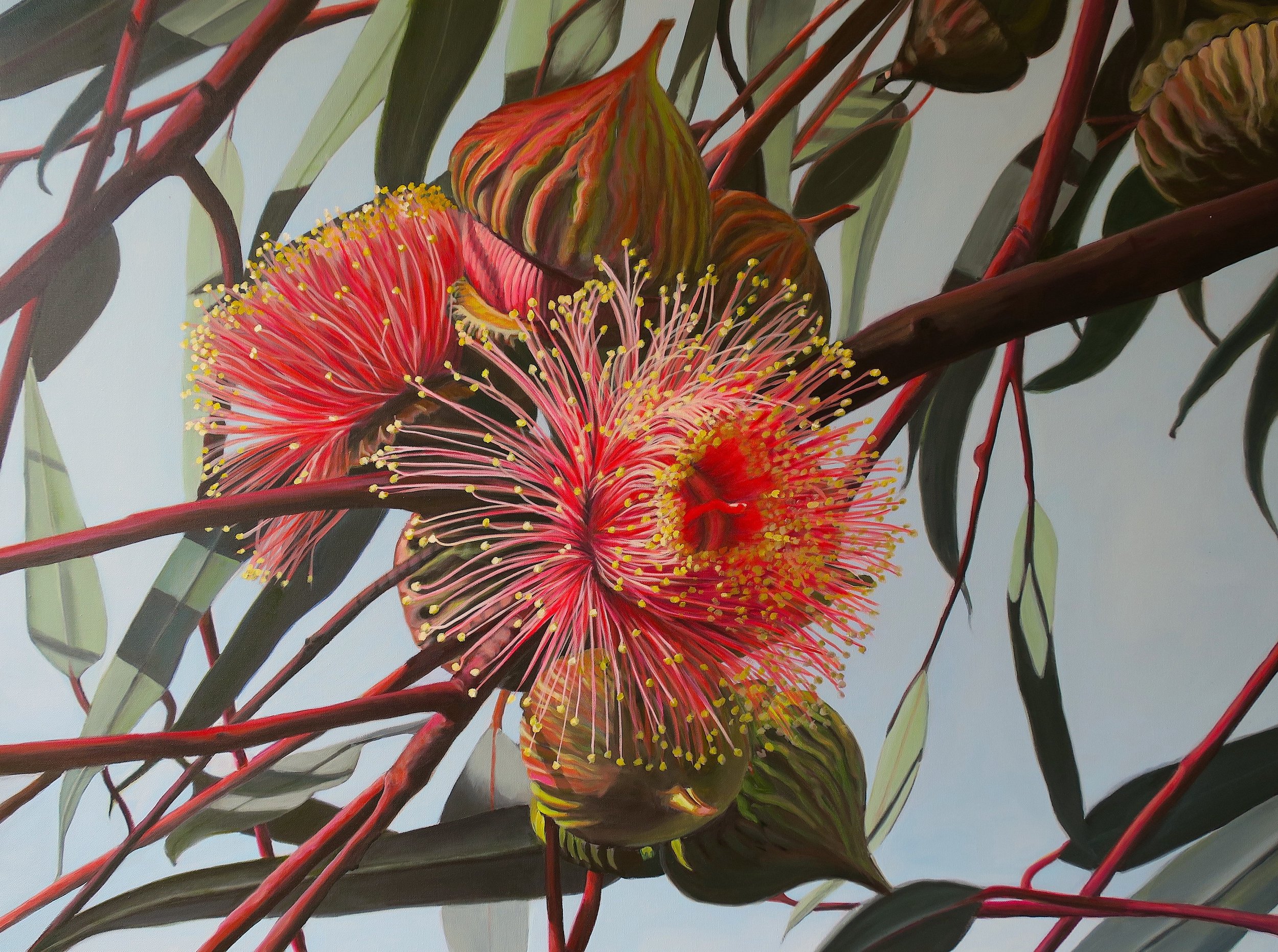 Ooldea Mallee - Eucalyptus youngiana