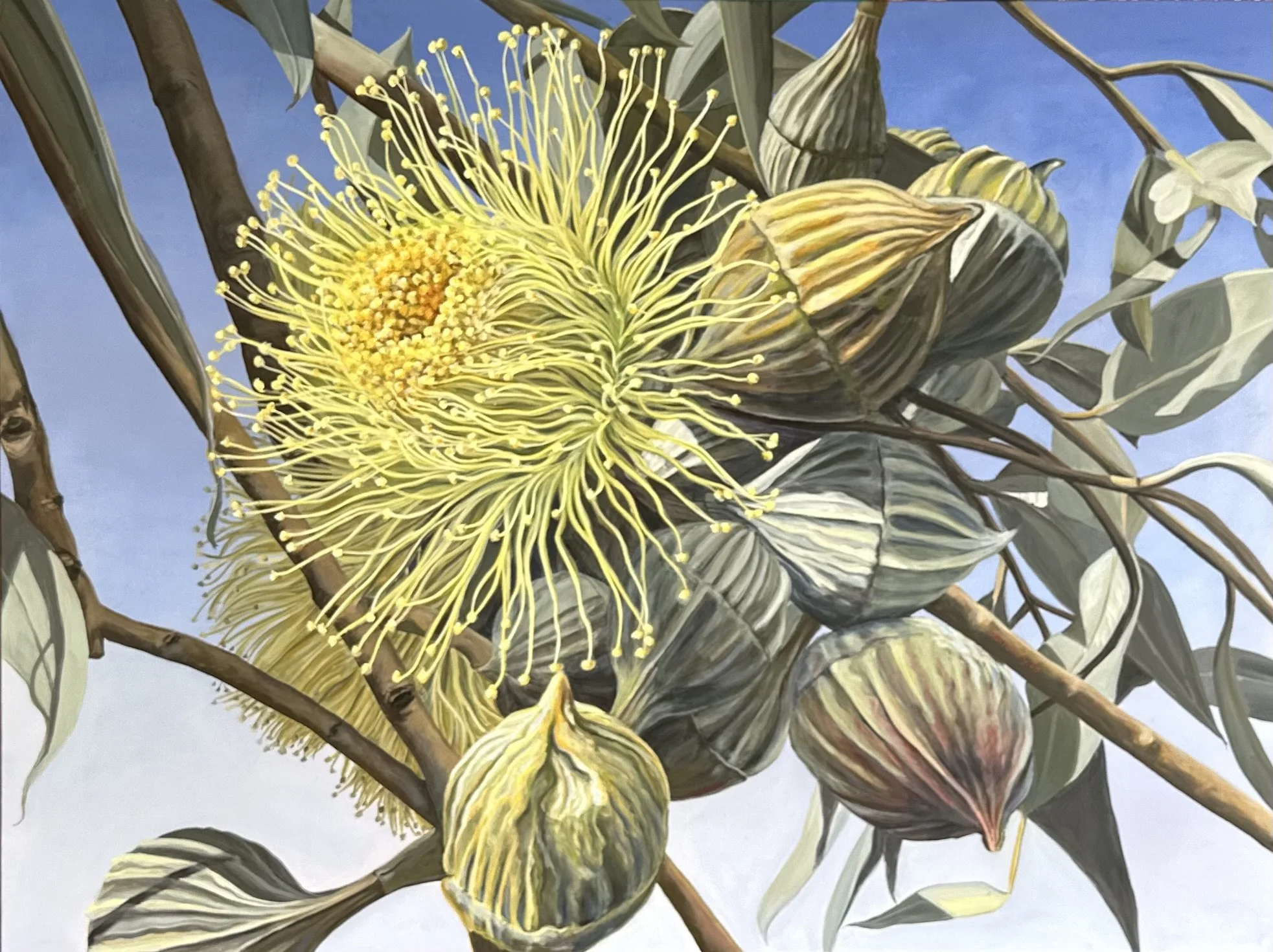Eucalyptus pyriformis