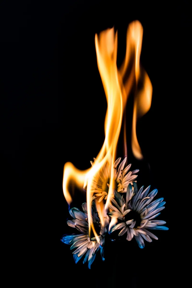 Flower on Fire-1.jpg